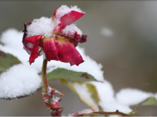 Le rose della neve (video)
