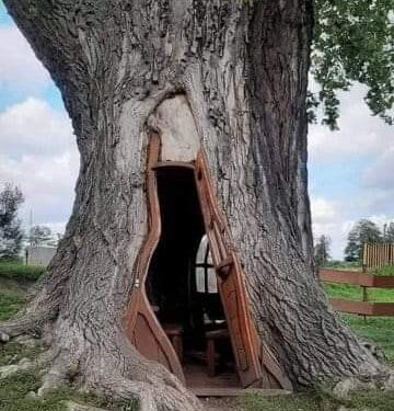La casa nell’albero