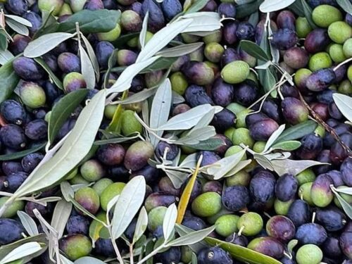La raccolta delle olive (seconda parte)