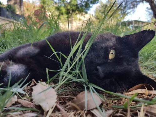 Cettina, il mio gatto nero