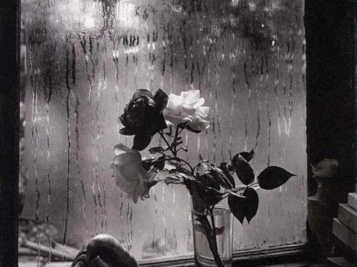 La pioggia, le rose