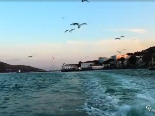 Gabbiani sul mar di Marmara – Istanbul